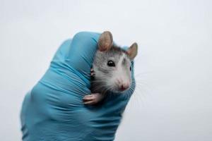 White domestic rat eating bread. Pet animal at home. photo