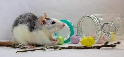 el símbolo de pascua del año nuevo chino 2020 es una rata de metal. huevos coloridos, ramitas de sauce y una rata mascota. tarjeta de pascua foto