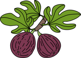 doodle freehand sketch drawing of fig fruit. png