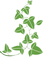 simplicity ivy freehand drawing flat design png