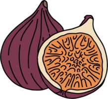 doodle freehand sketch drawing of fig fruit. png