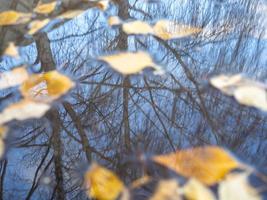 Reflection of a tree in a puddle. Yellow foliage in water photo