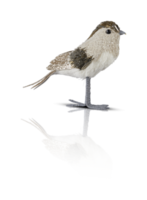 tela pájaro muñeca trazado de recorte fondo transparente png