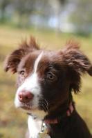 hermoso perro marrón foto