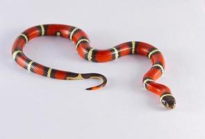 A Milk Snake photo