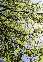 Close up of plants with leafs photo