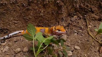 gecko léopard orange dominant jouant au sol. gros plan de gecko léopard sur un sol sablonneux.