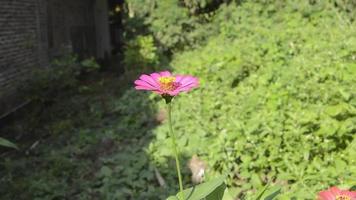 flores que florecen en el jardín. plantas ornamentales en el jardín. video