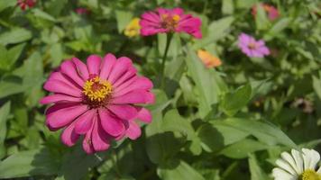 vicino su di zinnia fiori fioritura nel il giardino. metraggio di fiori durante il giorno. video