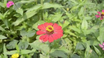 close up of zinnia flowers blooming in the garden. footage of flowers during the day. video