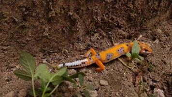 gecko léopard orange dominant jouant au sol. gros plan de gecko léopard sur un sol sablonneux.