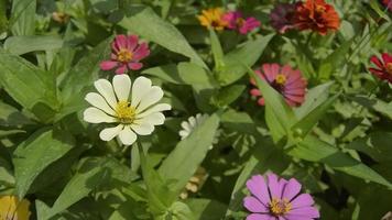 flores que florecen en el jardín. plantas ornamentales en el jardín. video