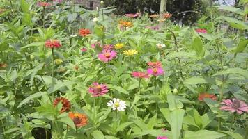 flores que florecen en el jardín. plantas ornamentales en el jardín. video