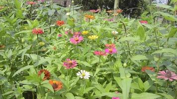 Blumen blühen im Garten. Zierpflanzen im Garten. video