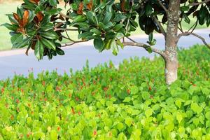 A southern magnolia tree surrounded by the shrub turk's cap with its red, tubular hibiscus-like flowers. photo