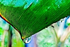 morning dew on the leaves photo