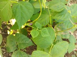 long bean tree in the garden photo