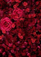Red roses texture background. photo