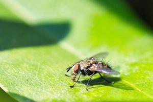 mosca de carne sobre una hoja verde con luz y sombra. piernas peludas en negro y gris. foto