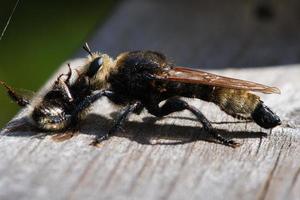 Yellow murder fly or yellow robber fly with a bumblebee as prey. Insect is sucked photo