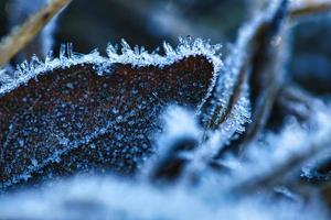 Ice crystals on leaves lying on the ground. Close up of frozen water. Macro shot photo