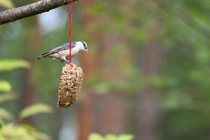 trepador azul, observado en un corazón alimentador alimentándose en el bosque. pequeño pájaro blanco gris foto