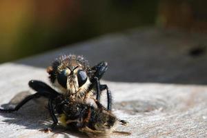 Yellow murder fly or yellow robber fly with a bumblebee as prey. Insect is sucked photo