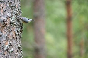 Nuthatch, on a tree trunk looking for food. Small gray and white bird. Animal photo