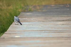 Pied wagtail on a footbridge at the water's edge. Songbird on the shore of a lake photo