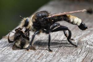 Yellow murder fly or yellow robber fly with a bumblebee as prey. Insect is sucked photo