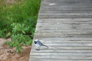 Pied wagtail on a footbridge at the water's edge. Songbird on the shore of a lake photo