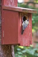 Carbonero común en una casa de pájaros rojos. tiro animal de un pájaro cantor de la naturaleza. animal foto