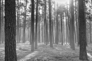 Sunlight falling through a forest of pine trees. Romantic, mythical nature mood. photo