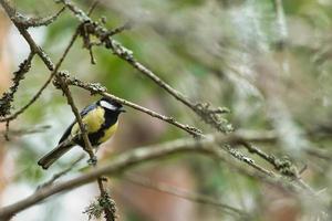 Great tit sitting in tree on a branch. Wild animal foraging for food. Animal shot photo