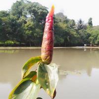 Costus spicatus or in Indonesia called pacing petul is a medicinal plant belonging to the Zingiberaceae tribe photo