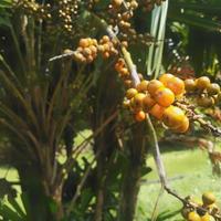 the fruit of a palm tree that hangs on the stalk of a palm tree that grows in a city park close to the house which is always visited by local residents photo