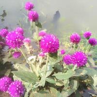 The knob flower or Gomphrena globosa that grows beside the lake in the park, Gomphrena globosa is a species of flowering plant of the genus Gomphrena photo