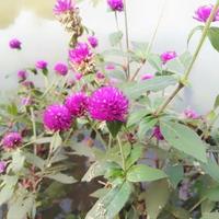 The knob flower or Gomphrena globosa that grows beside the lake in the park, Gomphrena globosa is a species of flowering plant of the genus Gomphrena photo