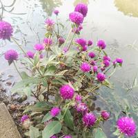 The knob flower or Gomphrena globosa that grows beside the lake in the park, Gomphrena globosa is a species of flowering plant of the genus Gomphrena photo