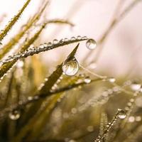 gotas de lluvia sobre la hierba en días lluviosos en la temporada de otoño