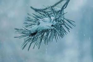 snow on the pine tree leaves in winter season, white background photo