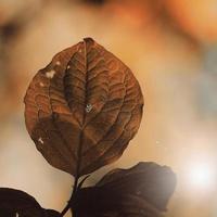hojas de árboles marrones en temporada de otoño, hojas de otoño, fondos marrones foto