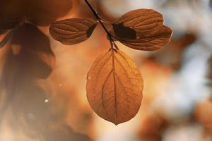 hojas de árboles marrones en temporada de otoño, hojas de otoño, fondos marrones foto