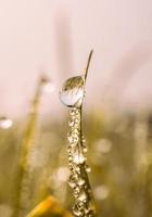 gotas de lluvia sobre la hierba en días lluviosos en la temporada de otoño foto