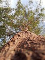 Picture from the bottom corner of the pine tree  The branches, leaves and jagged trunk of a pine can be seen. photo