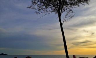 Portrait of a pine tree in the background with the sea and blue sky mixed with yellow at the time of the setting sun. photo