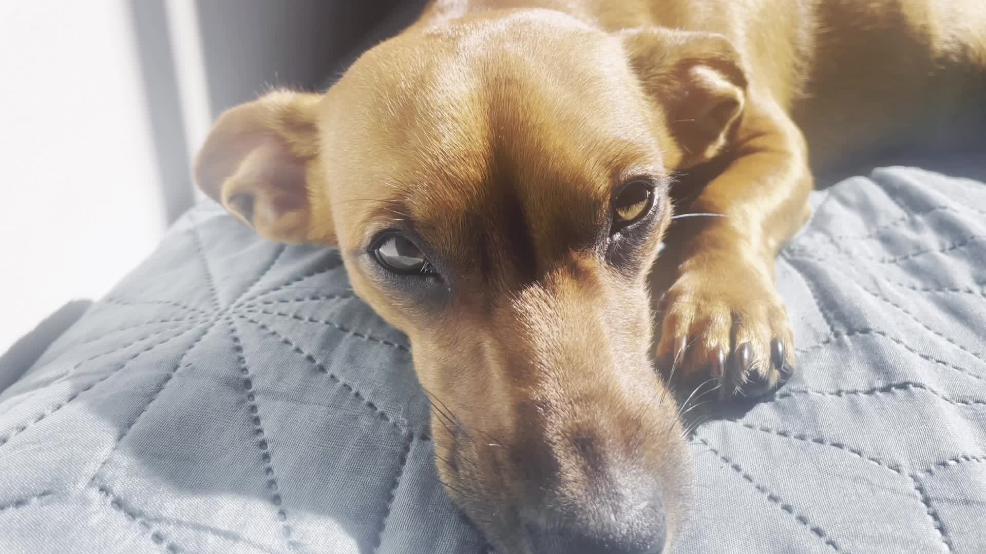 Slow Footage from a Brown Hounddog laying in the sun. 11708411 Stock