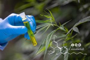 Elementos de cbd en el cannabis, dosificación de gotas de una planta de cáñamo biológica y ecológica, aceite de cbd farmacéutico a base de hierbas de un frasco. concepto de medicina alternativa a base de hierbas. foto