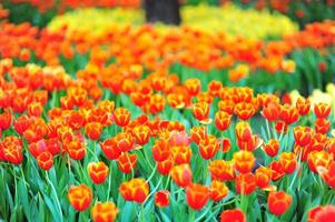 colorful tulips, tulips in spring photo