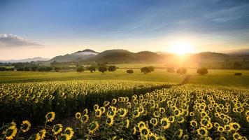Sunflower plantation at sunrise with gigantic field in Nakhon Ratchasima, Thailand. photo